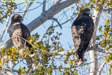 red-tailed hawks